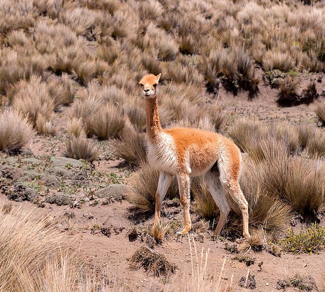 Alpaca van Maarten Verhees