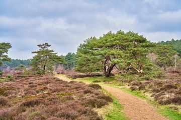Forêt de pins de Schoorl également connue sous le nom de Schoorl Dunes sur eric van der eijk