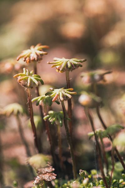 Rustgevend mini mos landschapje van 100%harma