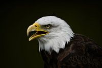 Amerikaanse zeearend