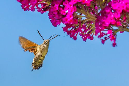 Kolibrievlinder zuigt nectar uit bloem van vlinderstruik