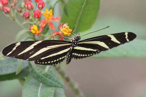 The butterfly