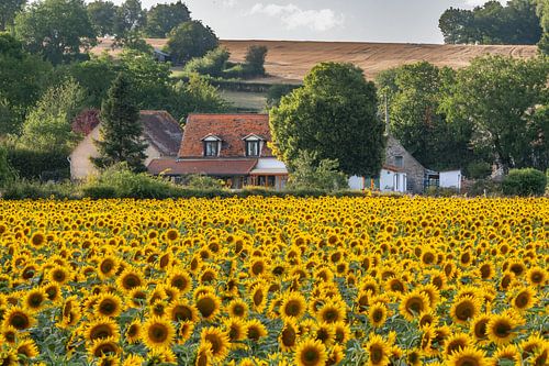 Zonnebloemen 08 van Ruud Peters