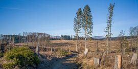 Harzlandschaft mit Wurmberg und Brocken von t.ART