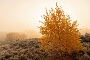 Heathland landscape with small birch trees with bright yellow leaves
