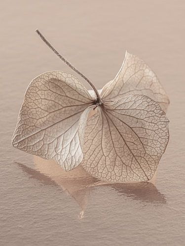 Fragiel en kwetsbaar: Dansend hortensiablaadje