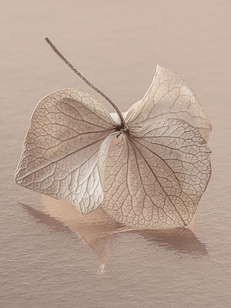 Fragile and vulnerable: Dancing hydrangea petal by Marjolijn van den Berg
