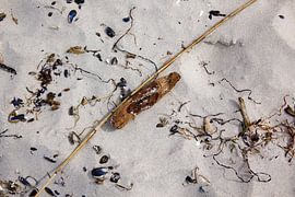 Beach Still Life by Thomas Jäger