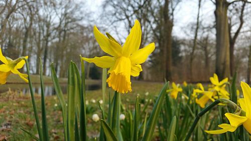 narcissen mooi in bloei