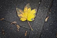 Herfst esdoornblad