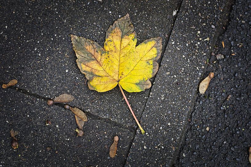 Herfst esdoornblad van Joel Layaa-Laulhé