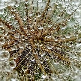 Dreаm von Tanya Markova