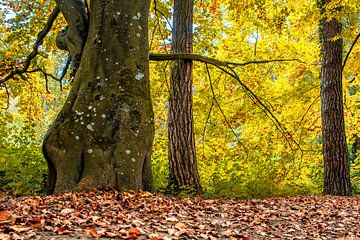 Baden-Württemberg : Herbstliche atmosphäre von Michael Nägele