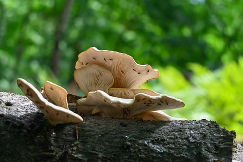 Oesterzwammen in het Peerdsbos van Brasschaat