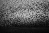 Overweldigende donkere massa Spreeuwen van Andius Teijgeler thumbnail