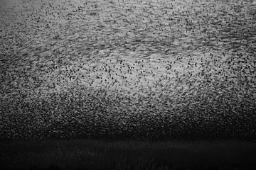 Overwhelming mass of Starlings