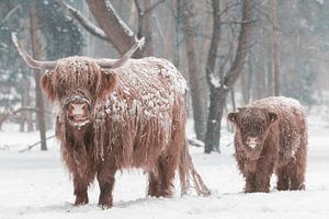Schottische Hochlandrinder mit einem Kalb im Schnee
