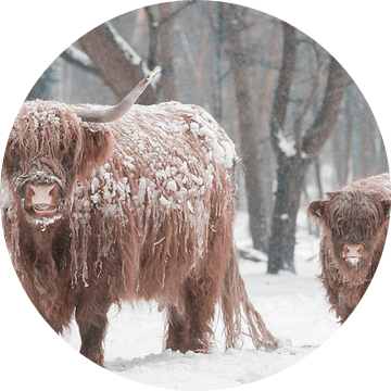 Schotse hooglander met een kalf in de sneeuw van Sjoerd van der Wal Fotografie