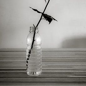 Roos in plastic flesje by Peter Bouwknegt