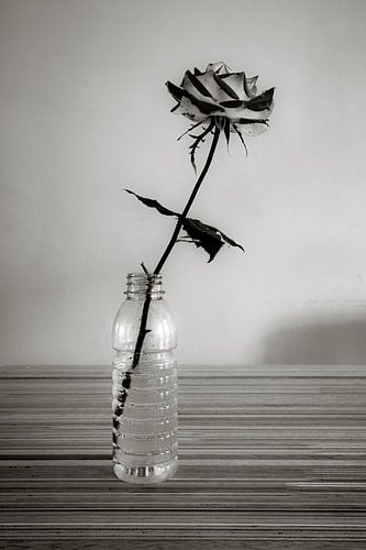 Roos in plastic flesje