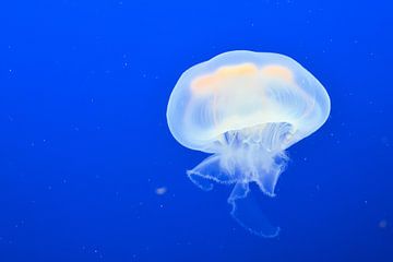 Kwallen in het aquarium van Heiko Kueverling