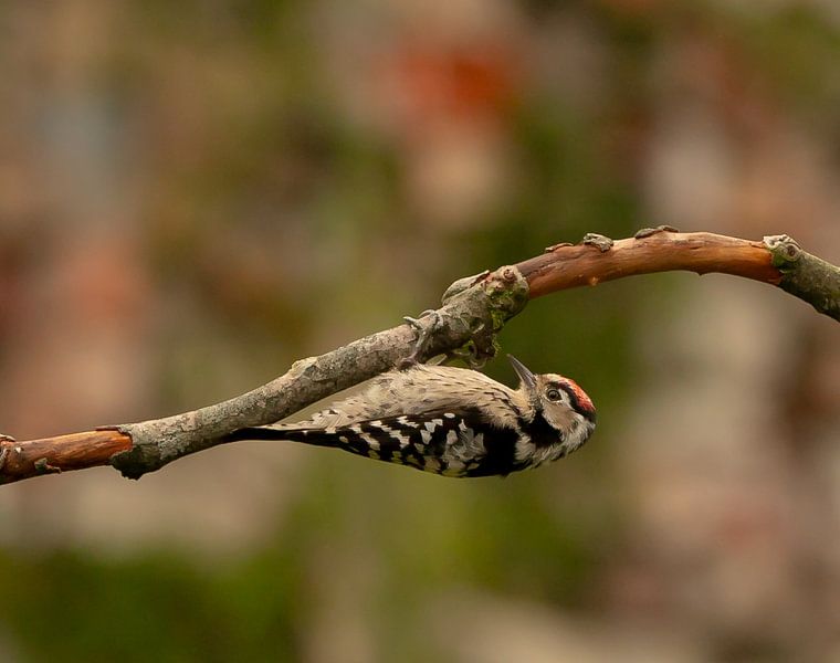 Up side down. by Wouter Van der Zwan