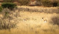 Ontmoeting tussen twee springbokken, Namibië. van Rietje Bulthuis thumbnail