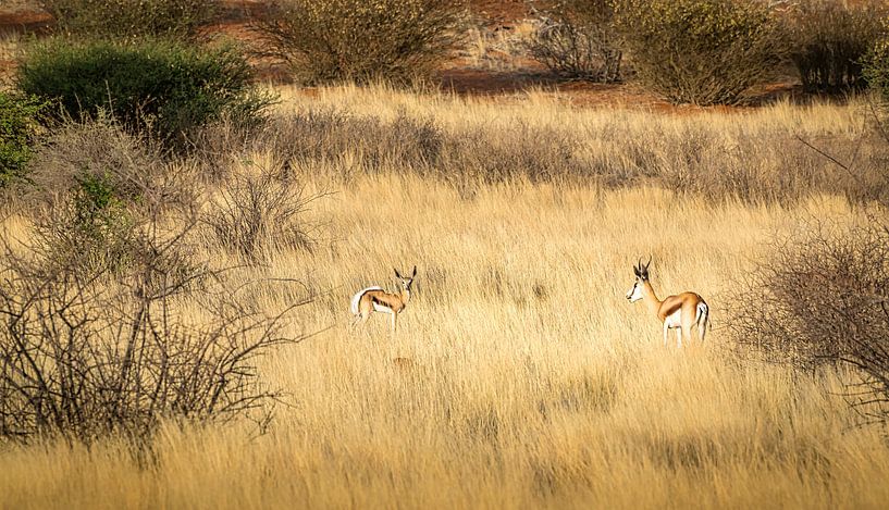 Ontmoeting tussen twee springbokken, Namibië. van Rietje Bulthuis
