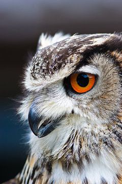 Portrait of an eagle owl by Bas Meelker