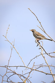 Meadow Pipit – songbird on bare twigs