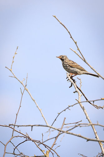 Meadow Pipit – songbird on bare twigs
