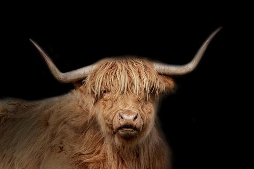 Scottish Highlander, long-haired cattle.