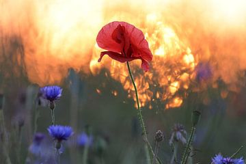 klaprozenveld in zonsondergang duitsland van Frank Fichtmüller