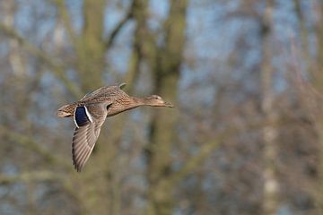 In volle vlucht van Jan Heijmans