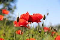 Papaver klaproos - Rood