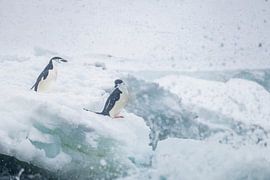Kinbandpinguïns in de Branding van Antarctica van Nanda Bussers