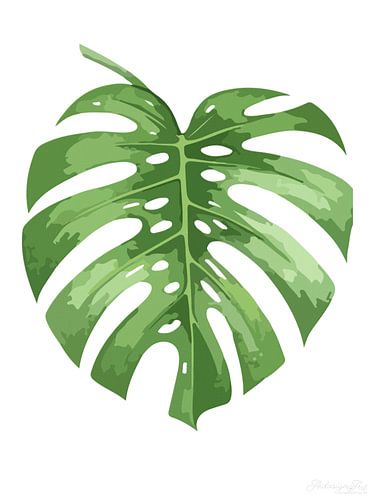 Monstera – Botanica in witte stilte 02