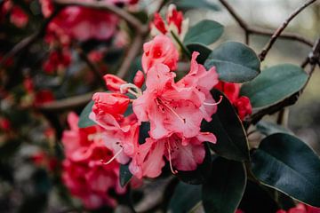 Roze bloemen van Chantal Osnabrugge