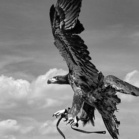 Adler im Flug - Schwarz/Weiss von Jessica de Vries