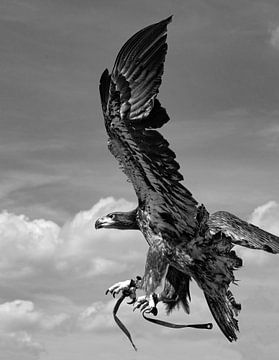Eagle in flight - Black/White by Jessica de Vries