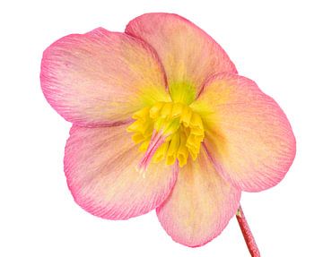 Macro van een leznrose bloem op een witte achtergrond