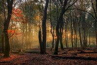 Dansende bomen
