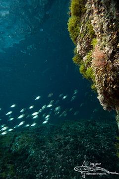 shoal of fish by Joey Bokkers