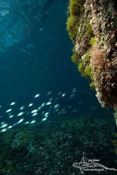 Fischschwarm von Joey Bokkers