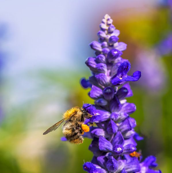 Macro d'un bourdon des champs sur une fleur de sauge par ManfredFotos