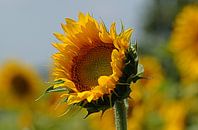 Zonnebloem in zonnig veld in Italië Umbrie  von Elfriede de Jonge Boeree Miniaturansicht