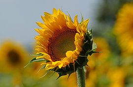 Zonnebloem in zonnig veld in Italië Umbrie  von Elfriede de Jonge Boeree
