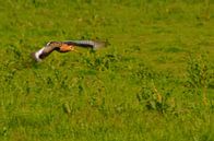 Barge à queue noire volant au-dessus d'une prairie par Leo Huijzer Aperçu