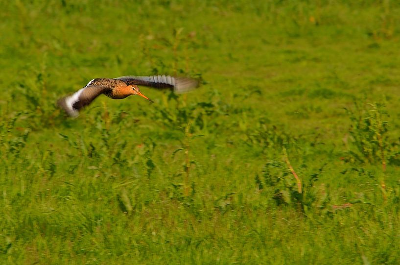 Barge à queue noire volant au-dessus d'une prairie par Leo Huijzer