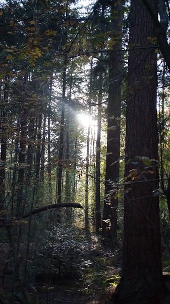the sun through the trees in the forest by Luna Reehorst